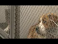 Cheyenne Animal Shelter cares for more than 100 rescued animals after large-scale neglect