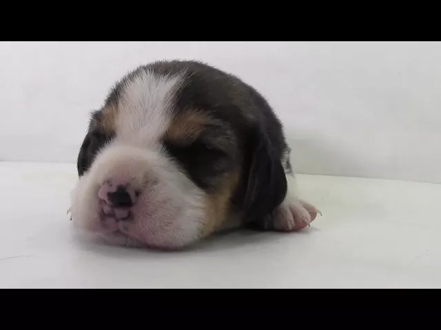 動画