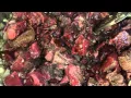 Sariling Atin Restaurant Niles IL Beef Kaldereta Stew