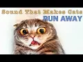 Download Lagu Suara yang Membuat Kucing Lari | HQ
