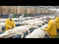 Lagu Inside the Albino Crocodile Leather Factory: How Ultra-Rare White Skins Become Luxury Goods