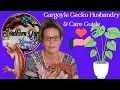 Gargoyle Gecko Husbandry Care