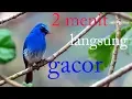 Download Lagu Masteran burung selendang biru