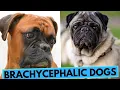 Brachycephalic Flat-Faced Dogs - What You Need to Know