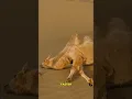 Why Camels Are Given Salts