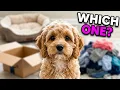 Cavapoo Puppies Pick Their Favorite Nap Spots