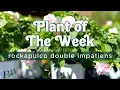 PLANT OF THE WEEK PROVEN WINNERS ROCKAPULCO DOUBLE IMPATIENS