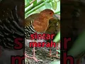 Download Lagu Pikat Suara sintar merah #shorts #wantarakicau