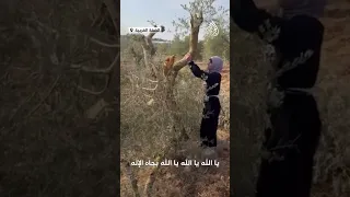 فلسطينية تتفاجأ بقيام مستوطنين بتقطيع أشجارها 