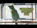 Download Lagu Burung takur tohtor gacor bisa buat pikat dan masteran