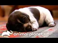 Adorable German Shorthaired Pointer Puppies Make Friends with Kitten Too Cute Animal Planet