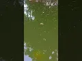 Download Lagu Dil Jo tumhara Hai bilkul khatta raha hai
