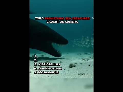 Top 5 prehistoric sea creatures caught on camera
