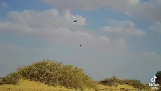 طائر الصفار دندنها