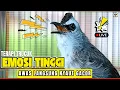 Download Lagu 🛑PANCINGAN TRUCUKAN GACOR ROPEL PANJANG | AMPUH AGAR TRUCUK BAHAN SUPAYA CEPAT NYAUT BUNYI GACOR