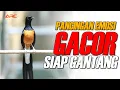 Download Lagu MURAI BATU GACOR ISIAN PANJANG PANJANG COCOK BUAT PEMANCING EMOSI