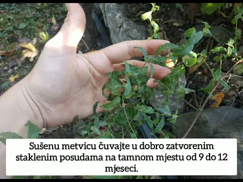 Pitoma metvica,nana,menta (pepermint) lat. Mentha x piperita