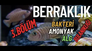 AKVARYUMDA BERRAKLIĞIN ASIL SIRRI 3 BÖLÜM 