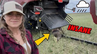 Nothing But Bad Luck With Canola