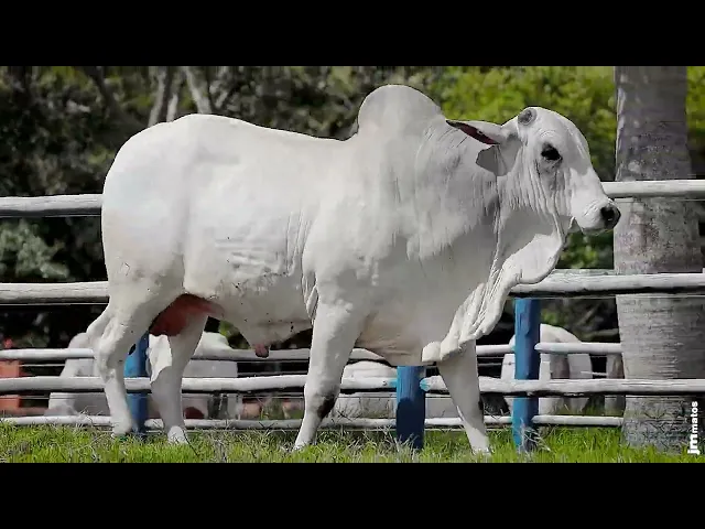 Touro Nelore SGN - 2577