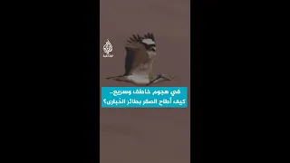 في هجوم خاطف وسريع كيف أطاح الصقر بطائر الح بارى  في هجوم خاطف وسريع كيف أطاح الصقر بطائر الح بارى