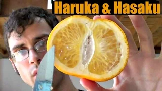 Download Hassaku and Haruka - Japanese Citrus Review - Weird Fruit Explorer Ep 172 MP3