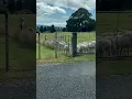 Cute sheep all sheared #newzealand #ytshort #ytviral #photography