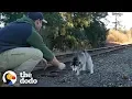 Guy Finds Lost Husky On Train Tracks The Dodo