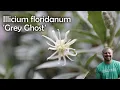 Illicium floridanum Grey Ghost