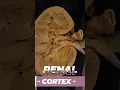 Download Lagu Caffeine Really Makes You Pee More?