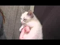 ABQ Foster Kitten Coalition partnering with local businesses for holiday pet adoption