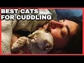 Best Cats for Cuddling Most Affectionate Cat Breeds You Can Own