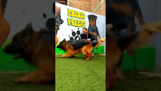 متاح دكر سنه مستوى عالمي مزرعة محمود مومو للجيرمن شيبرد عصام صاصا 