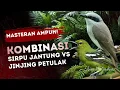 Lagu Masteran Ampuh! Kombinasi Suara Sirpu Jantung dan Jinjing Petulak Full Durasi!