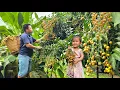 Download Lagu Harvesting kumquats goes to the market sell - Taking care of pigs, chickens and geese.