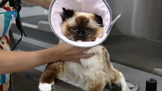 After Thousands Of Cats This Is a First