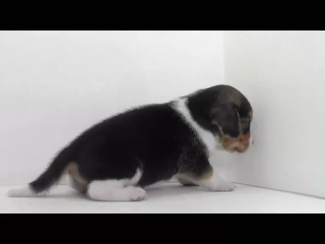 動画