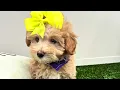 Adelene - Maltipoo Puppy for Sale in Dallas Texas