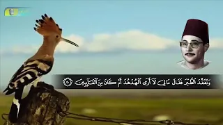 و ت ف ق  د  الط  ي ر  ف ق ال  م ا ل ي  ل ا أ ر ى ال ه د ه د    فضيلة الشيخ شكري البرعي رحمه الله دندنها