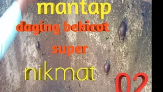masak bekicot