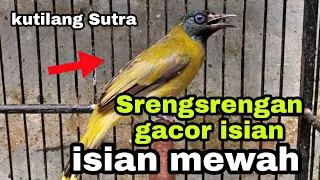 Download SRENGSENGAN ( KUTILANG SUTRA ) GACOR ISIAN MEWAH MP3