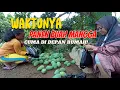 Download Lagu PANEN BUAH MANGGA DI DEPAN RUMAH! Buahnya Lebat Banget, Manis \u0026 Bikin Nagih