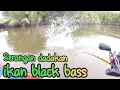 Download Lagu SERANGAN DADAKAN IKAN BLACK BASS !!!