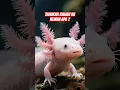 Download Lagu Tahukah kamu ini hewan apa?🐼🙊#shorts #faktaunik #motivation #hewan unik #axolotl