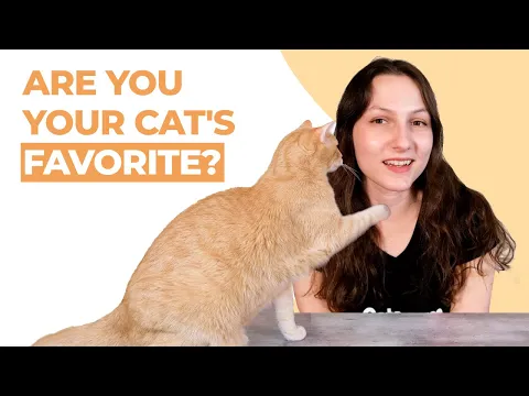 Download MP3 How Cats Choose Their Favorite Person (Is it You?)