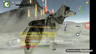 o lobo assassino