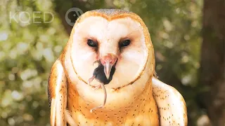                                                   دندنها