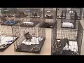 Clark County cracks down on backyard breeders mandates microchips defines neglect