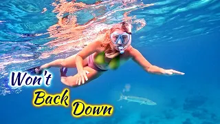 SDA226 A Great Barracuda Wouldn’t Back Down