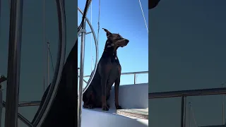 #fyp #dream #boat #doberman #pets